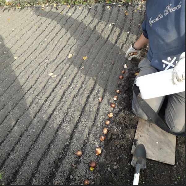 manualna vysadba cibulovin8